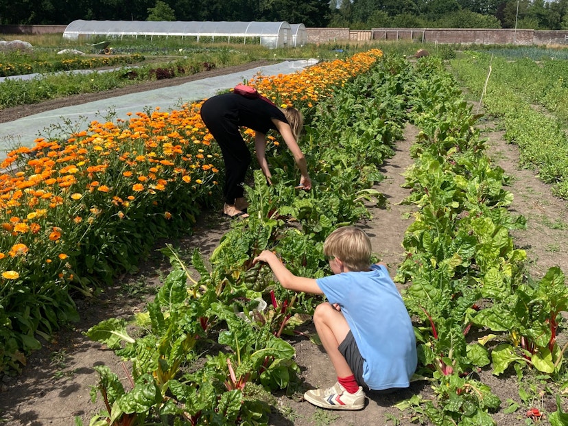 Ontdek moestuin De Haar